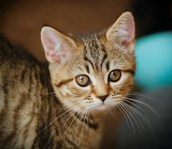 What are the top considerations for adopting a pet ferret?